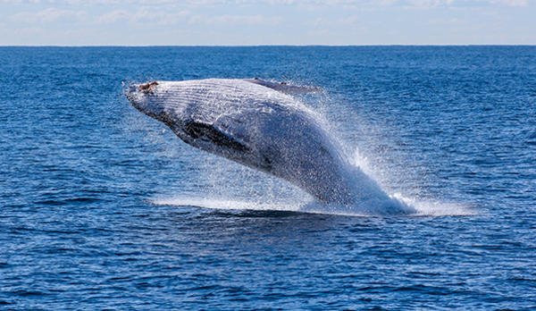 Oceans_Show Oceans_Show