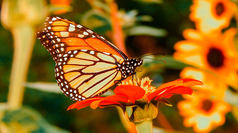 Pollination_Show