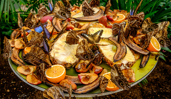 food-chains food-chains